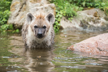 Fototapeta premium playing hyena in the water