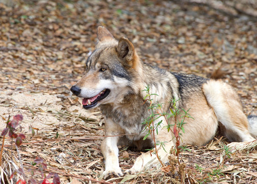 Young wolf laying in dry leaves looking to viewers left