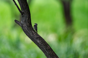 木にとまるコゲラ