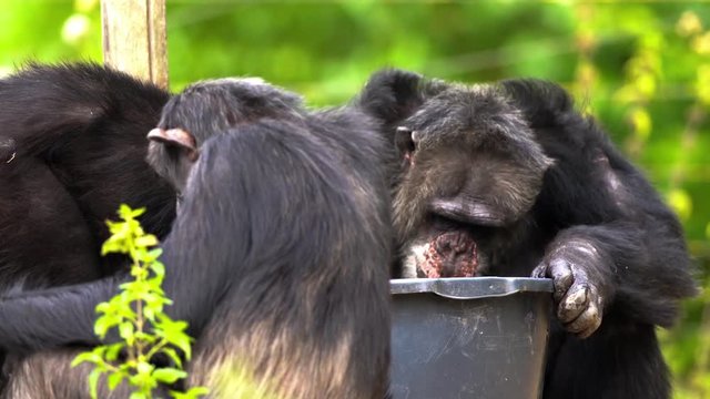 An Common chimpanzee