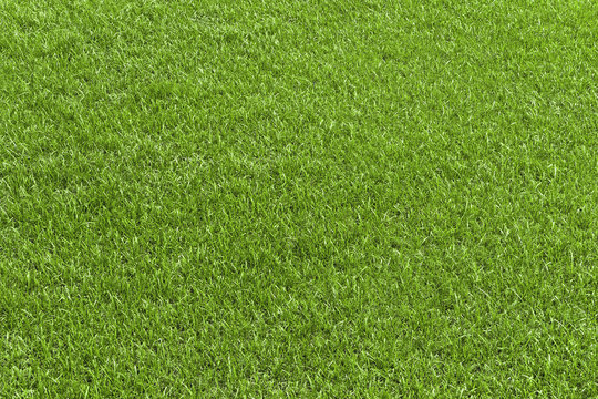 Green grass field, green lawn. Green grass for golf course, soccer, football, sport. Green turf grass texture and background for design with copy space for text or image.
