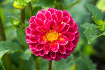 Red dahlia in garden