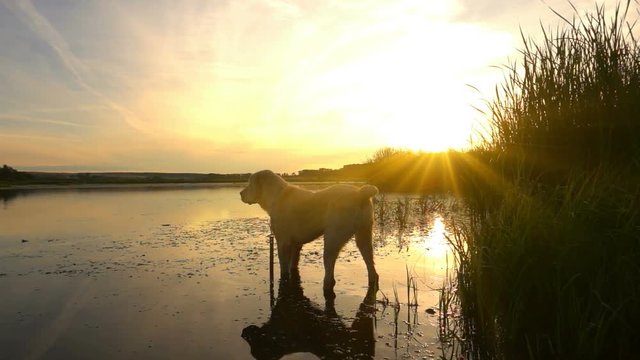 Central Asian Shepherd swims in a pond during sunset, slow motion