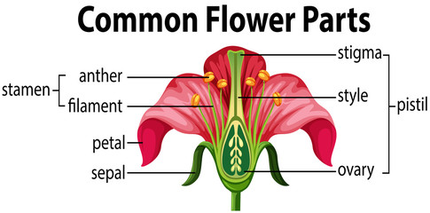A common flower parts
