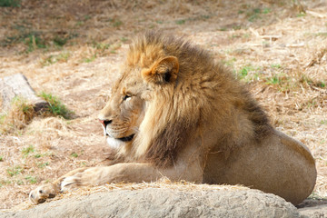 Young adult male lion laying on a rock in dry brown drought parched grass looking to viewers left
