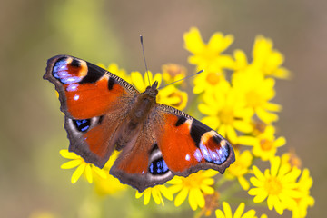 Fototapeta premium Kolorowy motyl Peacock