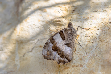 Hermit butterfly on bright rock