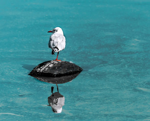 Single small white seagull bird sitting on old black rubber car tire in sea with specular reflection in water. Copy-space. The concept of environmental pollution