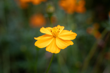 Yellow flower isolated 