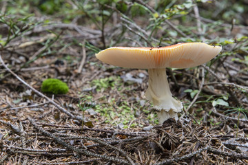 Amanita muscaria in nature.