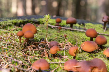 Brown mushrooms in the moss.