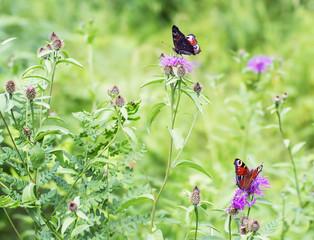 Two forest butterflies sit on flowers