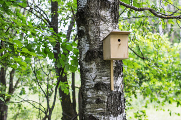 Birdhouse in the forest on birch