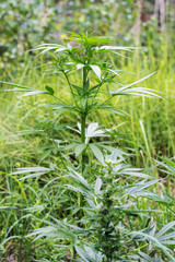 Cannabis in the natural environment