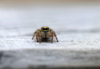 vom Aussterben bedroht - Detailaufnahme der seltenen Springspinne Carrhotus xanthogramma