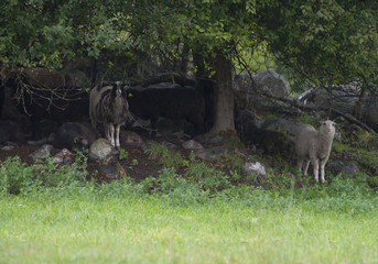 Sheeps hiding the first summer rain under a tree in Ekerö, Stockholm
