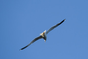 Seagull and a blue sky in the summer, Stockholm