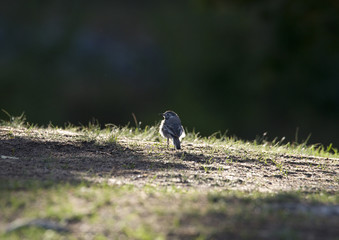 Wagtail warming up in a sun spot in Bromma, Sweden