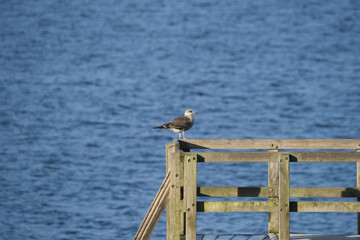 Juvenile seagull on a jump ramp in the summer, Stockholm