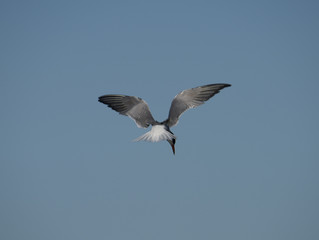 Caspian tern hovering at Hjälstaviken, Stockholm