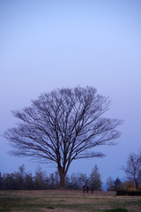 Fototapeta na wymiar 葉を落とした樹木