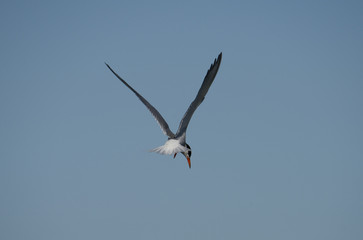 Caspian tern hovering at Hjälstaviken, Stockholm
