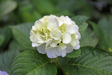 ６月に咲く紫陽花の花