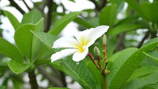 white frangipani plumeria tropical flower in rainy day weather