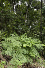 ウラジロの群生