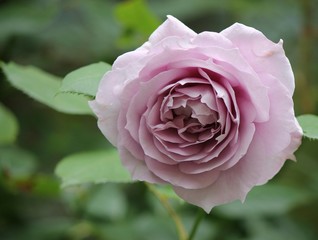 rosa delicata