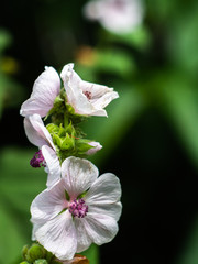 Wild flower Althaea officinalis.  Althaea have medicinal properties. Medicinal herb marsh mallow.