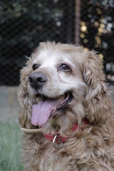 dogs dulce sweet nala lucas