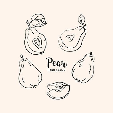 Pear drawing Vector hand drawn pears. Sketch of pears on white background, Vector isolated icons set