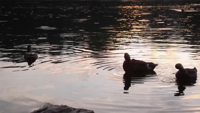Footage of ducks in a river at sunset.