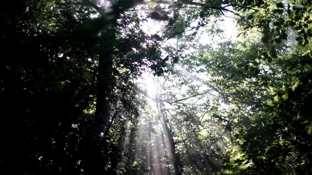 sun shining through the trees