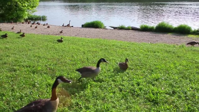 Some footage of geese and ducks down by a river.
