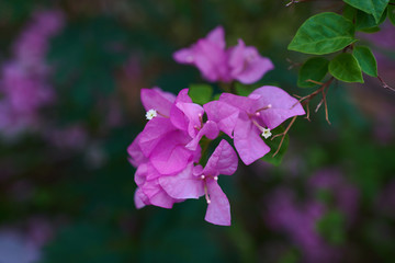 Fototapeta na wymiar Beautiful bougainvillea tree with meaty leaves and bright flowers. Tree with large blooming purple flowers and green leaves. Blooming bougainvillea. Flowers as a background. Floral background.