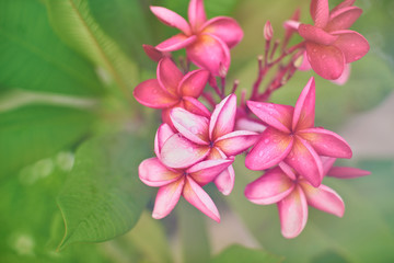 Plumeria flowers are red with green leaves and raindrops in the morning sunshine.