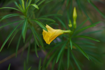Thevetia peruviana ( Yellow Campanilla)  yellow oleander flowers, ornamental tropical shrub. Flower...