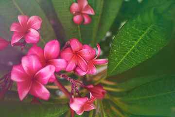 Background with pink tropical plumeria (frangipani). Flowers on bright green leaves background and raindrops in the morning fog. Pink plumeria on the tree. Selective focus. Place for text..