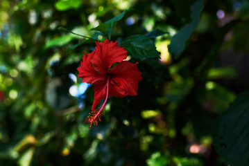 Red hibiscus flower on a green background. In the tropical garden. Shallow DOF.