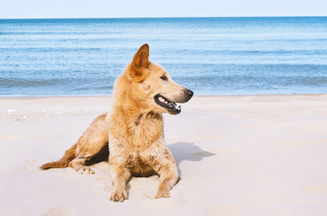 Young golden setting on the beach