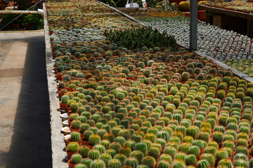 Variety of colourful cactus on the plantation or orangery. Cultivation of various colorful flowers in a greenhouse. Flowers at shop. Gardening. Garden center. Flowers in a greenhouse. Cactus farm.