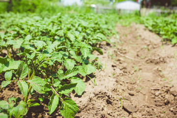 Potatoes planting on the farm field. Selective focus.