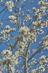 Branches of a blossoming fruit tree with large beautiful buds against a bright blue sky Cherry or apple blossom in Spring season. Beautiful flowering fruit trees. Natural background. Toned image.