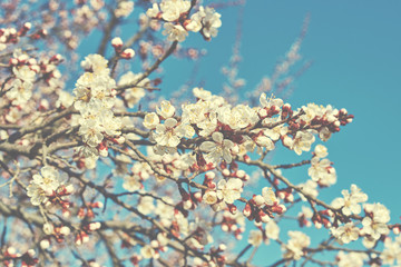 Spring background. Branches of a blossoming fruit tree with large beautiful buds against a bright blue sky. Cherry or apple blossom in spring season. Nature background. Toned image.
