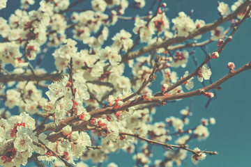 Branches of a blossoming fruit tree with large beautiful buds against a bright blue sky Cherry or apple blossom in Spring season. Beautiful flowering fruit trees. Natural background. Toned image.