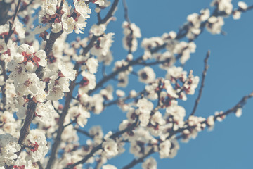 Branches of a blossoming fruit tree with large beautiful buds against a bright blue sky Cherry or apple blossom in Spring season. Beautiful flowering fruit trees. Natural background. Toned image.