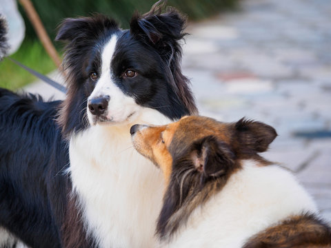 Two collies playing outside, shetland sheepdog smelling at border sheepdog, looks like asking for a kiss while black dog looks innocent.