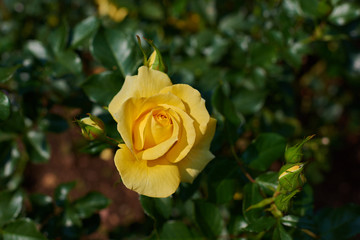 Close up the flower of yellow rose. Yellow  rose with a bright green foliage in the garden on a green background close-up.